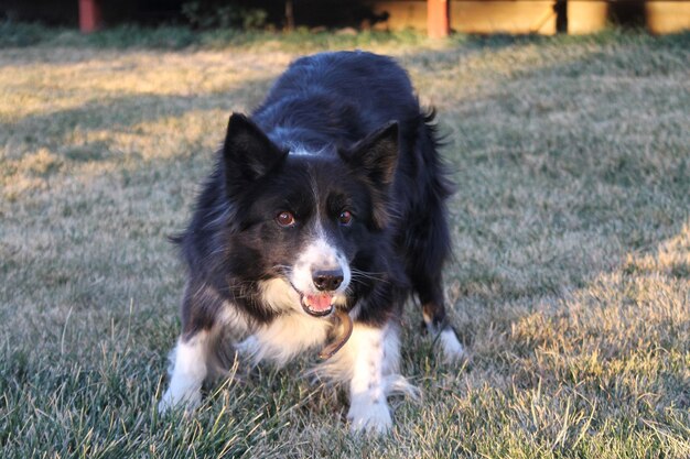 Photo portrait of dog on field