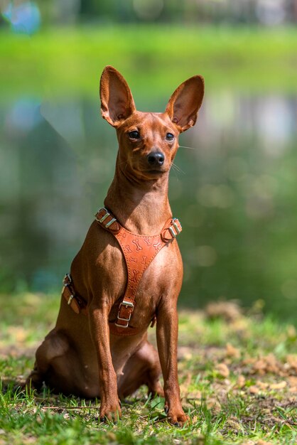 Portrait of a dog on field