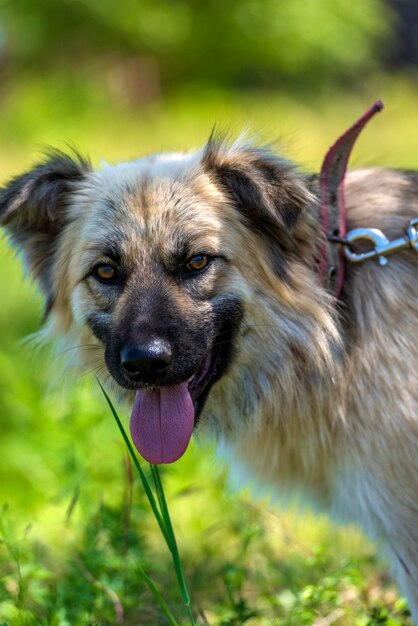 Portrait of dog on field