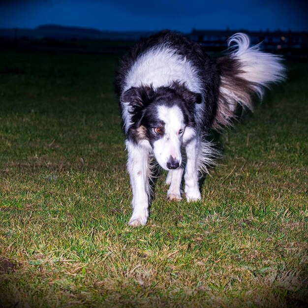 Photo portrait of dog on field