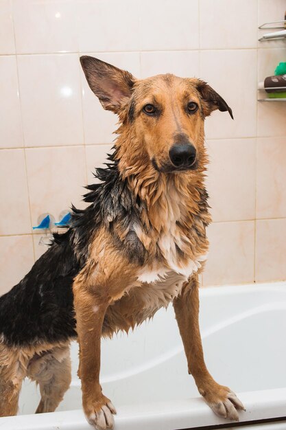 床の上にある犬の肖像画