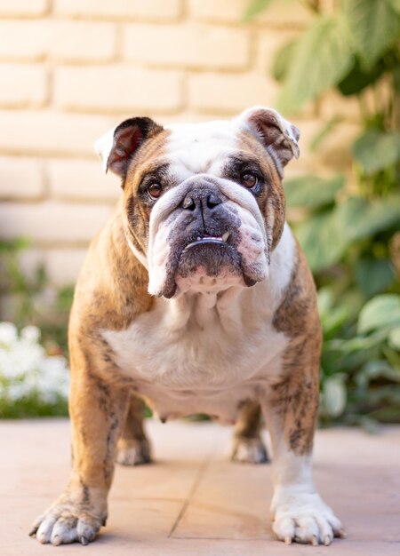 Photo portrait of dog on floor