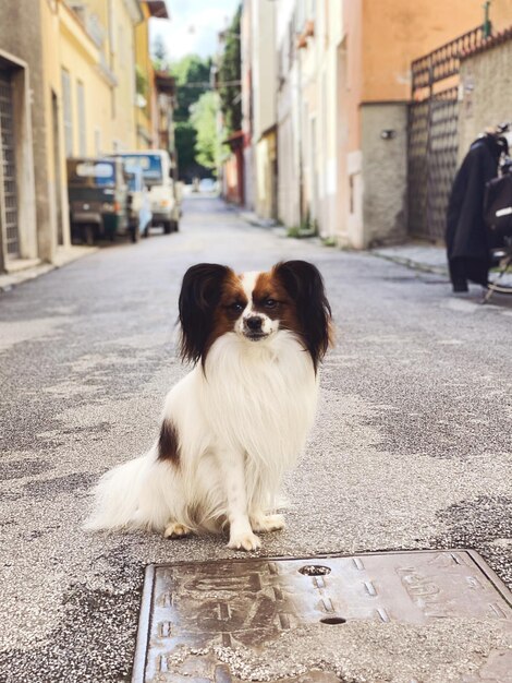 Photo portrait of dog on footpath