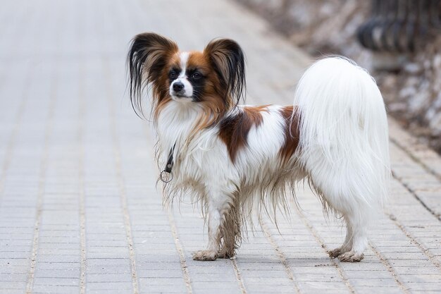 Foto ritratto di un cane sul sentiero