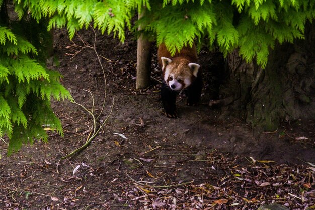 Foto ritratto di un cane nella foresta