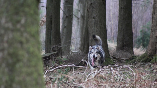 Foto ritratto di un cane nella foresta