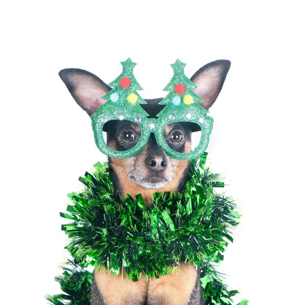Портрет собаки в забавных новогодних очках, изолированных на белой рождественской теме