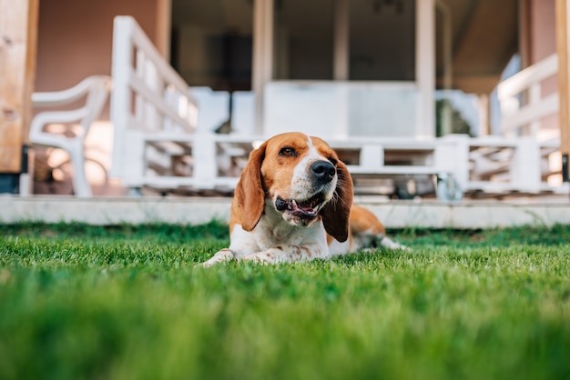 Portrait of a dog in the garden.