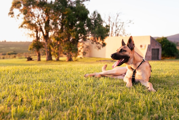 portrait of a dog at golden hour