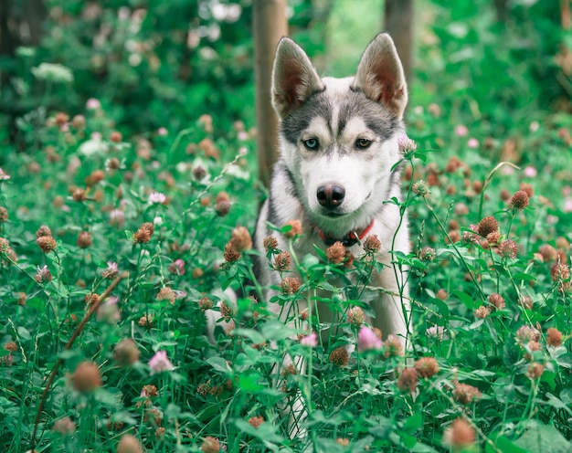 Портрет собаки в траве в лесуxA