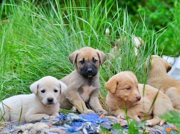 Foto ritratto di un cane sull'erba