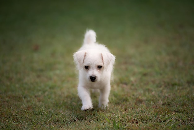 Photo portrait of a dog on grass