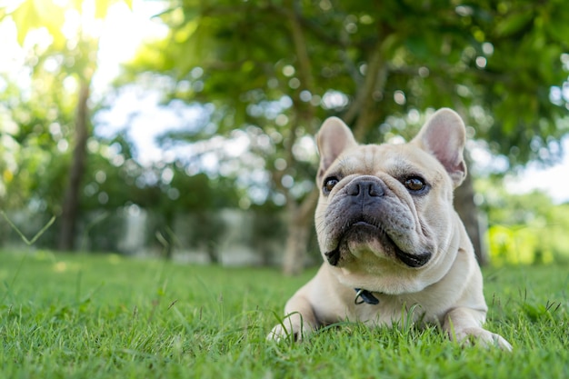 Portrait of a dog on grass