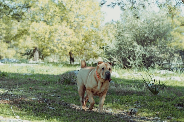 Photo portrait of dog on grass