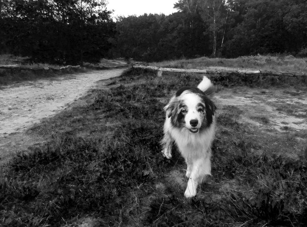 Photo portrait of dog on grass