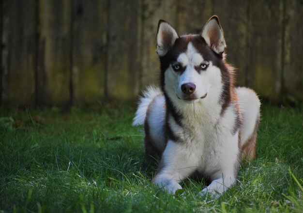 Photo portrait of dog on grass