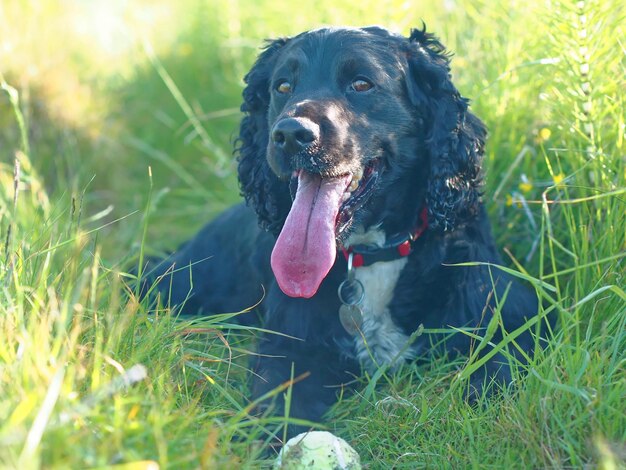 Portrait of dog in grass