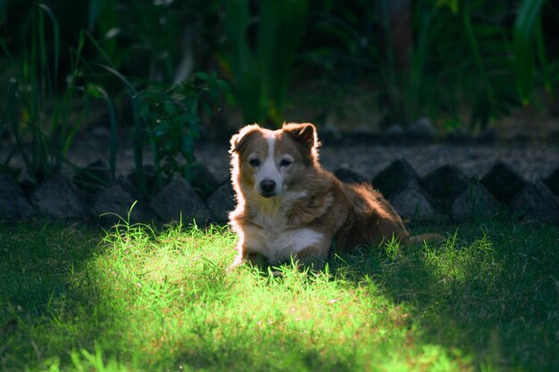 Foto ritratto di un cane sull'erba