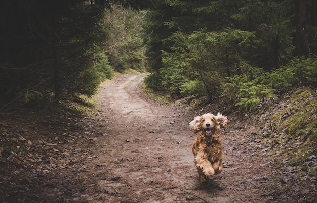 Photo portrait of dog on grass