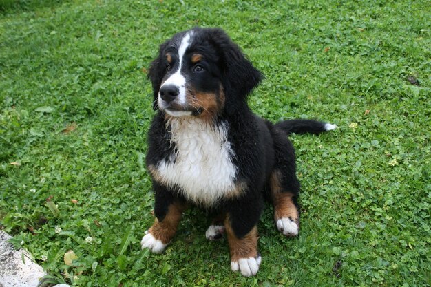 Photo portrait of dog on grass