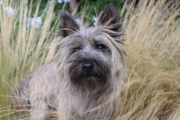 Photo portrait of dog on grass