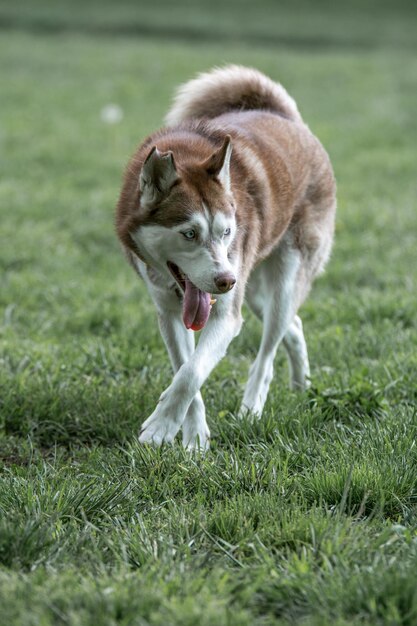 Photo portrait of a dog on grassland