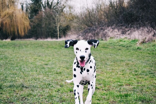 Portrait of a dog on grassland