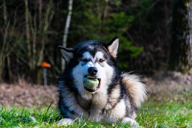 草原の犬の肖像画
