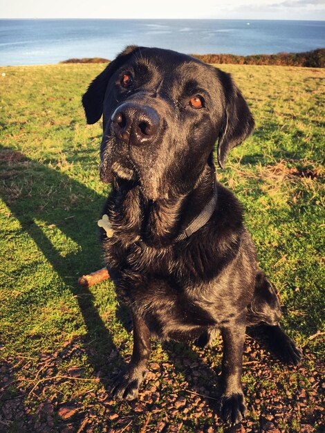 Foto ritratto di un cane su un campo erboso