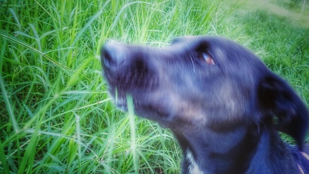 Portrait of dog on grassy field