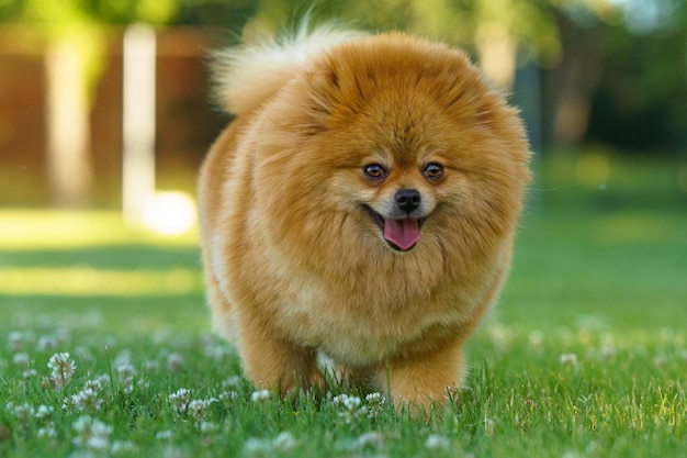 Foto ritratto di un cane su un campo erboso