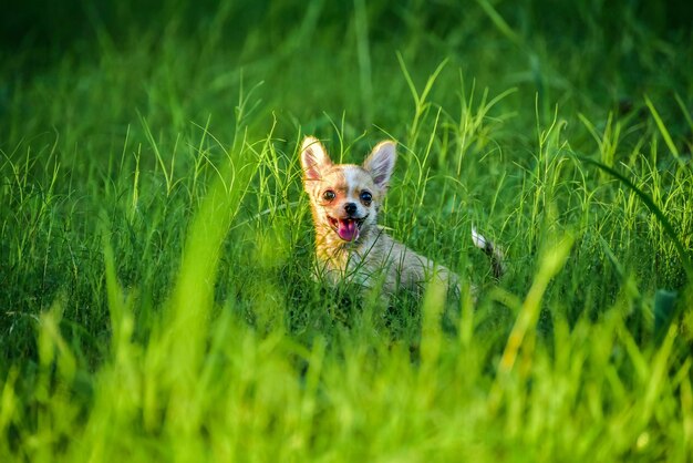 Photo portrait of dog on grassy field