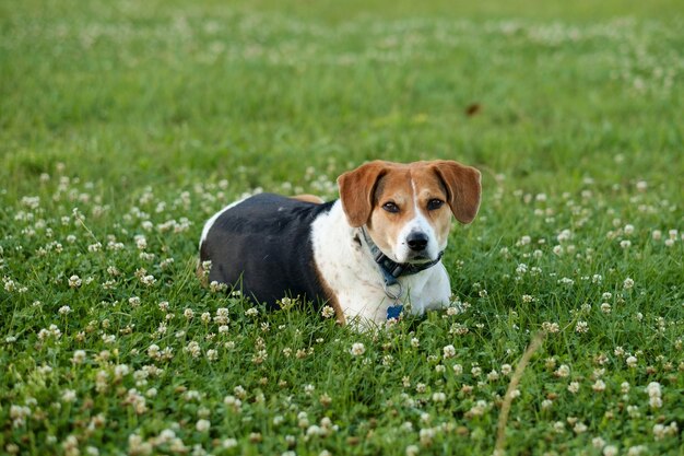 Photo portrait of dog on grassy field