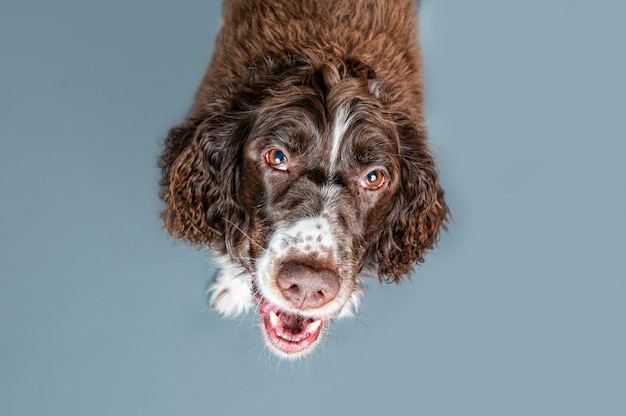 灰色の背景に描かれた犬の肖像画