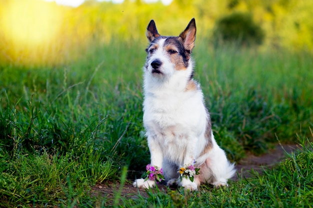 Portrait of a dog on a green meadow, summer. Flowers in paws. Cute pet in summer.
