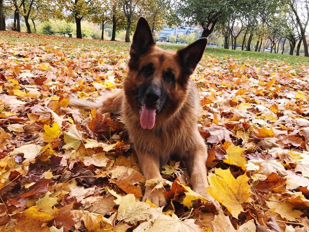 Portrait of a dog on ground during autumn