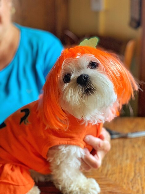 Portrait of dog in halloween costume