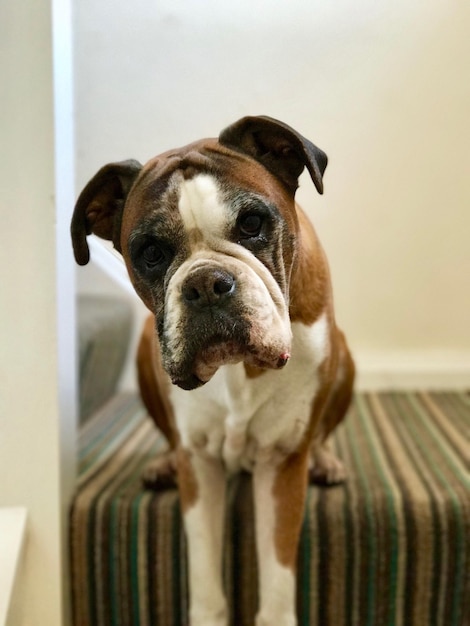 Portrait of dog at home