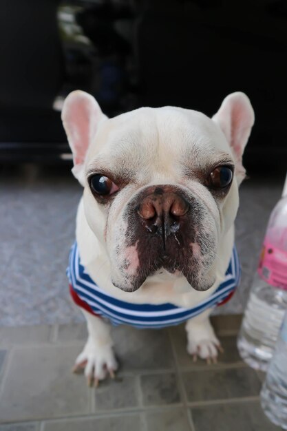 Photo portrait of dog at home