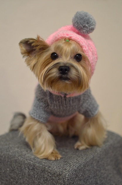 Photo portrait of dog at home