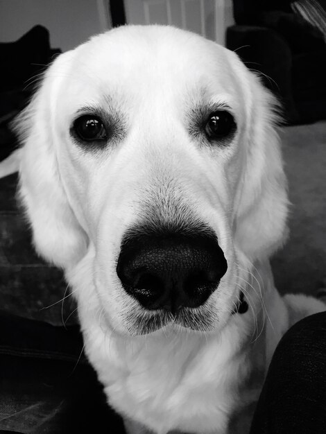 Photo portrait of dog at home