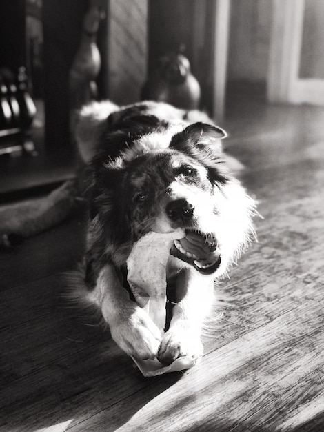 Portrait of dog at home