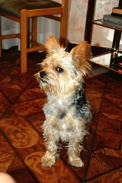 Photo portrait of dog at home