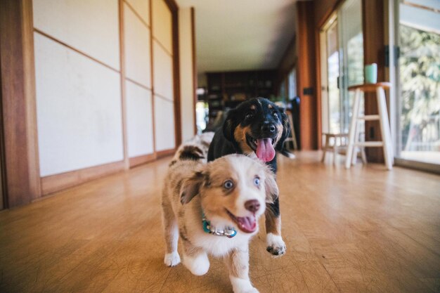 自宅での犬の肖像画