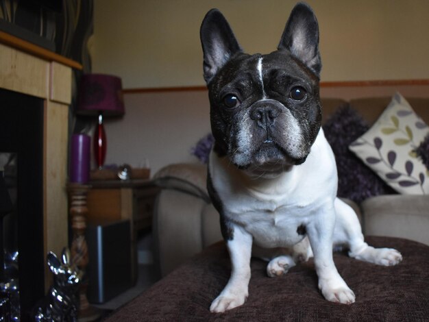 Photo portrait of a dog at home