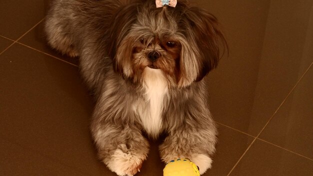 Photo portrait of dog at home