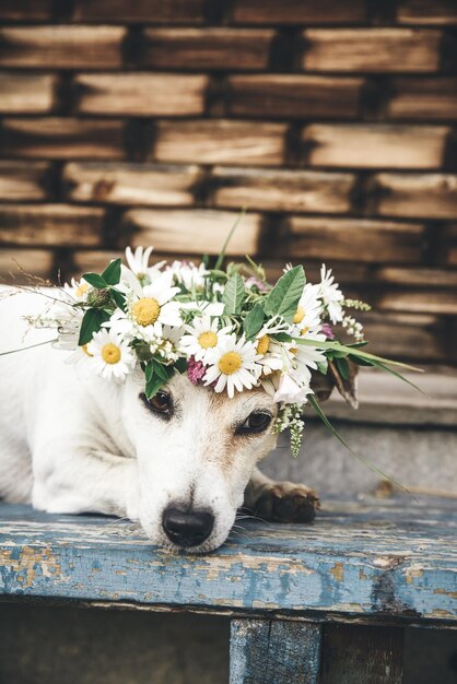 Photo portrait of the dog jack russell in  wreath of summer daisies on background of  house in the country