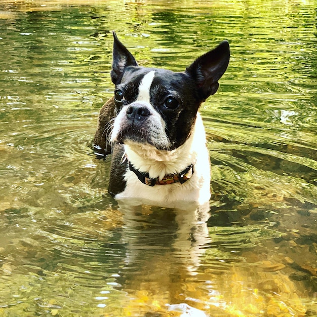 Photo portrait of dog in lake