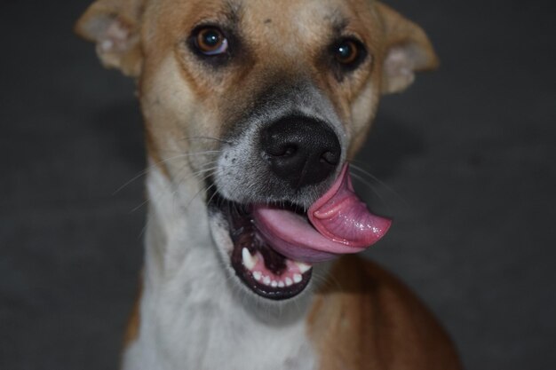 Photo portrait of dog licking mouth