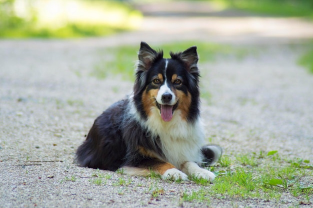 Portrait of dog looking away on field